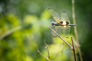 A dragonfly perched on a tree branch, dry wood and nature background, Selective focus, insect macro, Colorful insect in Thailand.