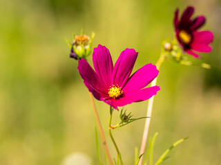 Obraz premium cosmos flowers in field