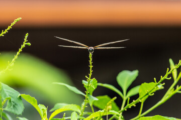 A dragonfly perched on a tree branch and nature background, Selective focus, insect macro, Colorful insect in Thailand.