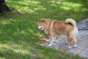 Japanese dog breed Shiba Inu