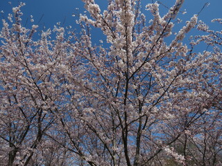 Cherry blossoms in China