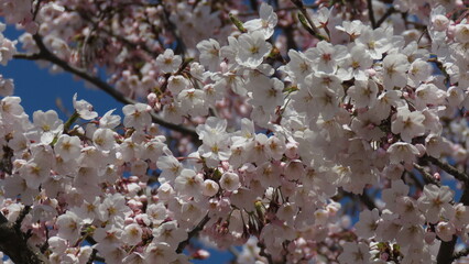 Cherry blossoms in China