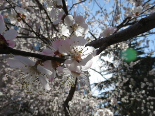 Cherry blossoms in China