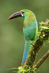 crimson-rumped toucanet (Aulacorhynchus haematopygus) is a species of bird in the family Ramphastidae. It is found in humid Andean forests in Ecuador, Colombia and Venezuela. 