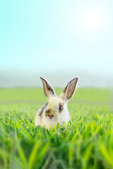 緑の草原に座りカメラ目線の白い子ウサギ