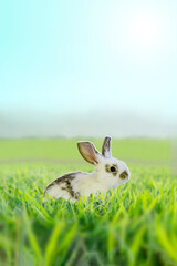 草原を横切る白い子ウサギの横姿