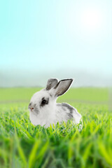 草原に立ち遠くを見つめる白い子ウサギ1匹