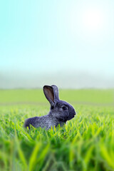 緑の草原で遠くを見つめる黒い子ウサギの横姿	