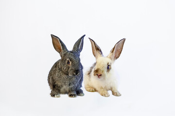 Obraz premium 白背景の前に並ぶカメラ目線の子ウサギの前景の全身姿