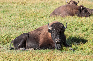 Bisons (Bison bison) in Yellowstone National Park, USA