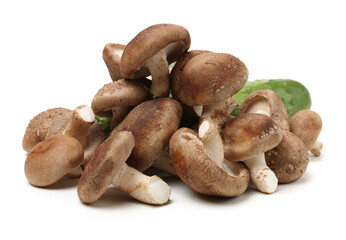 Shiitake mushroom on the White background 