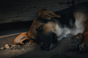 black and red puppy lies