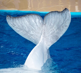 The tail of a white dolphin swims in the pool.