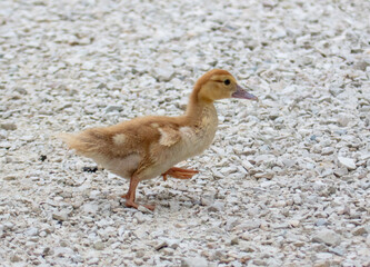 Little duckling on the gravel.