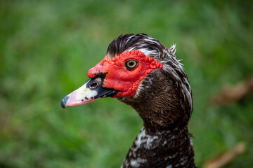 Portrait of a duck on green grass in summer.