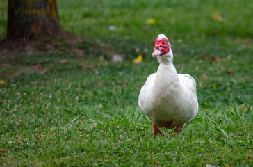 White goose portrait on green grass in summer.
