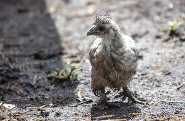 Portrait of a thoroughbred chicken hen