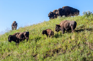 Bisons (Bison bison) in Yellowstone National Park, USA