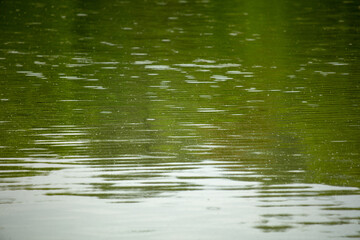 Fototapeta na wymiar Raindrops on the surface of the water in the pond.