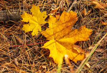 Yellow autumn leaves lie on the ground in autumn.