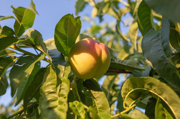 Ripe peaches on the branches of a tree.