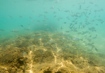 Fototapeta na wymiar A school of fish swims in the sea.