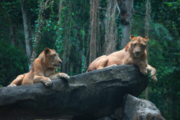A couple of lion sitting on the rock