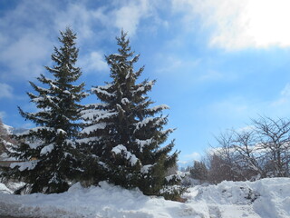 sapin sous la neige