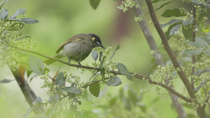high frame rate side view of a lewin's honeyeater feeding on flowers