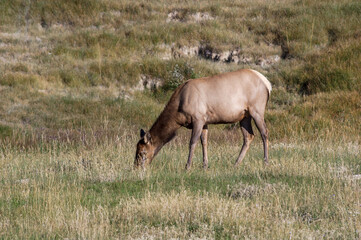 Naklejka na ściany i meble Elk (Cervus canadensis) female in Yellowstone National Park, USA
