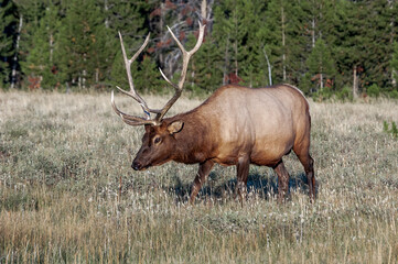 Naklejka na ściany i meble Elk (Cervus canadensis) male in Yellowstone National Park, USA