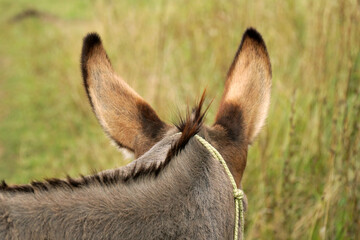 Beautiful ears of a donkey on the head close-up withers