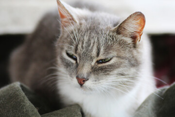 Portrait of a gray cat. - 530509947