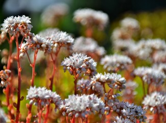 red and white flowers