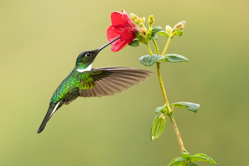 Collared inca (Coeligena torquata) is a species of hummingbird found in humid Andean forests from western Venezuela, through Colombia and Ecuador, to Peru and Bolivia.
