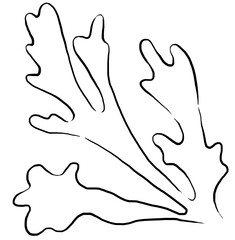 Seaweeds made of black outlines, single elements for beach wedding Illustration, clipart