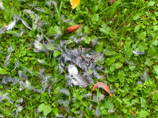 torn feathers of a bird
