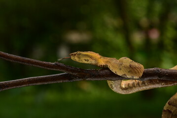Craspedocephalus puniceus is a venomous pit viper species endemic to Indonesia and common names include flat nosed pit viper and ashy pit viper.