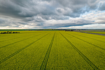 Obraz premium Looking down on a canola crop with storm clouds in the distance.