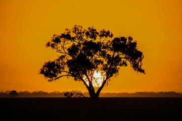 Fototapeta na wymiar Large sun setting behind a tree silhouette in the orange sky.