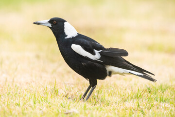 Fototapeta premium Australian magpie standing on dry grass.
