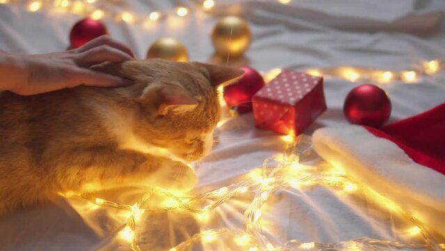 A white orange ginger cat is playing with red and gold Christmas tree balls. New Year's holidays at home, in warm comfort under Christmas lights, packages and gifts. Playful cat with decorative toys.