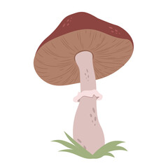 Mushroom on a white background. Autumn harvest.