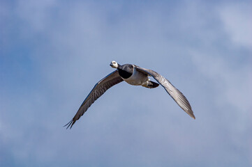 Barnacle Goose (Branta leucopsis) in Barents Sea coastal area