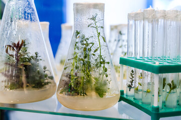 clonally propagated plants medicinal, spicy-aromatic grown to obtain valuable secondary metabolites