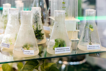 clonally propagated plants medicinal, spicy-aromatic grown to obtain valuable secondary metabolites