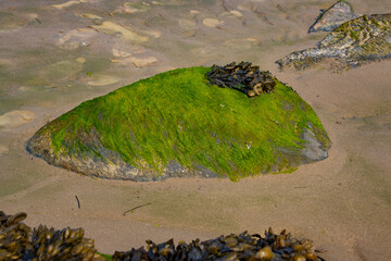 Rock covered with green algae on the beach