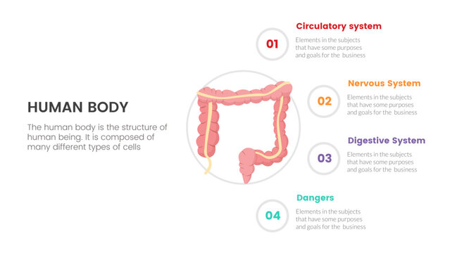 intestine gut human anatomy infographic concept for slide presentation with 4 point list data information