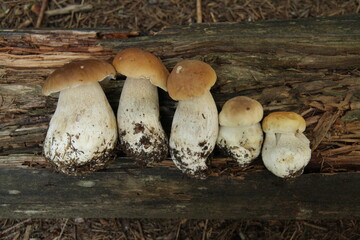 five edible mushrooms on tree trunk