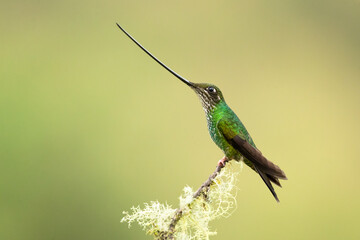Fototapeta premium Sword-billed hummingbird (Ensifera ensifera), also known as the swordbill, is a neotropical species of hummingbird from the Andean regions of South America.
